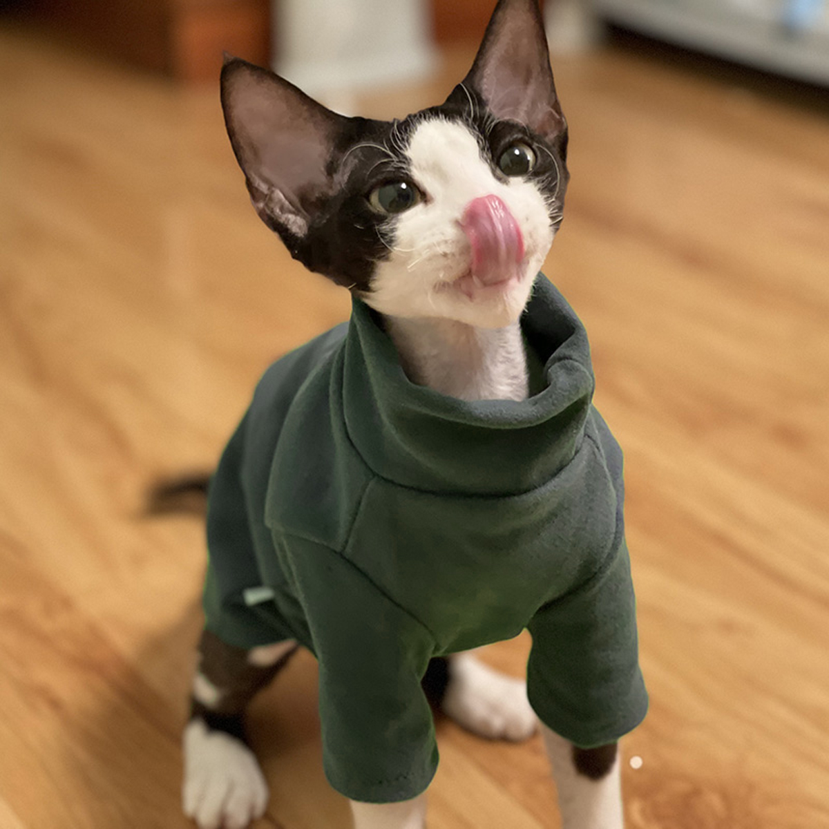 Sphynx Cat Clothes Baby Soft C - مراجعة Winter Clothing For Toddlers وسعره